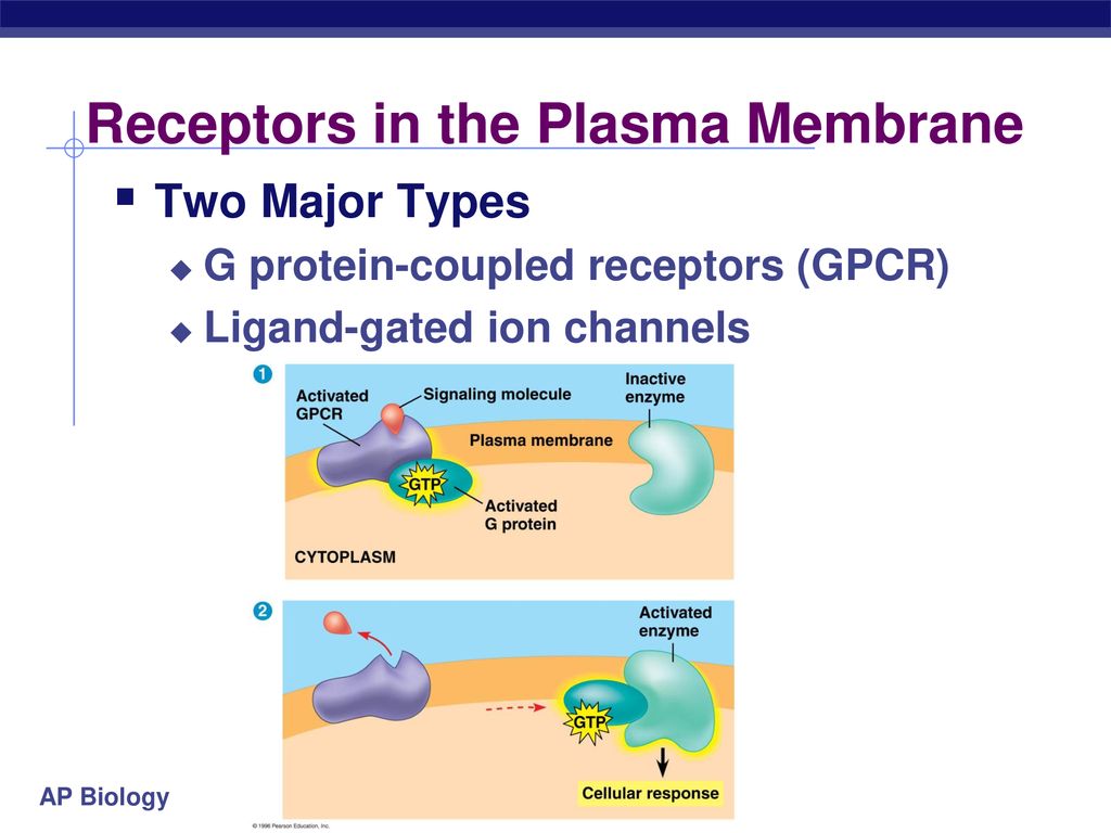 Receptors in the Plasma Membrane