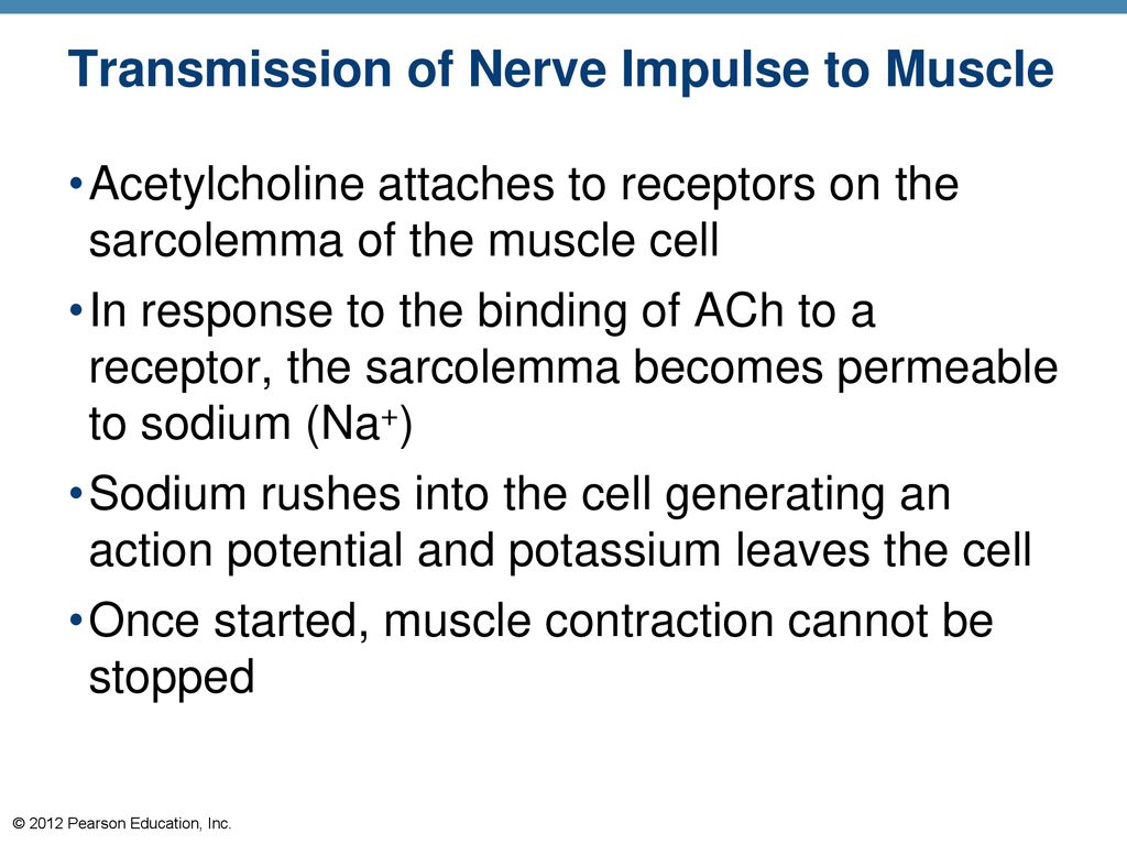 6 The Muscular System. - ppt download