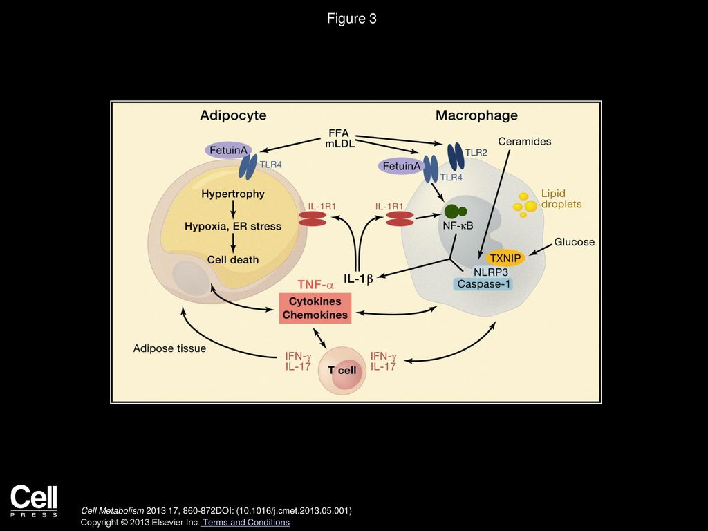 Figure 3 Activation of the Immune System in Adipose Tissue during Obesity.