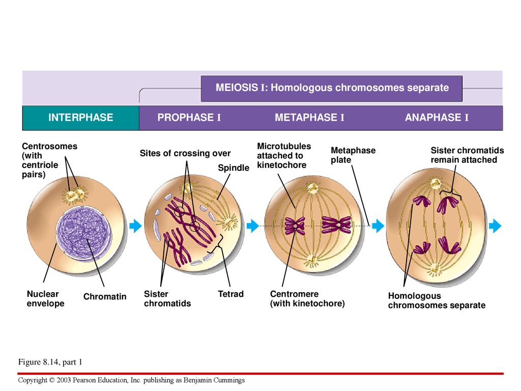 CHAPTER 8 The Cellular Basis of Reproduction and Inheritance - ppt download