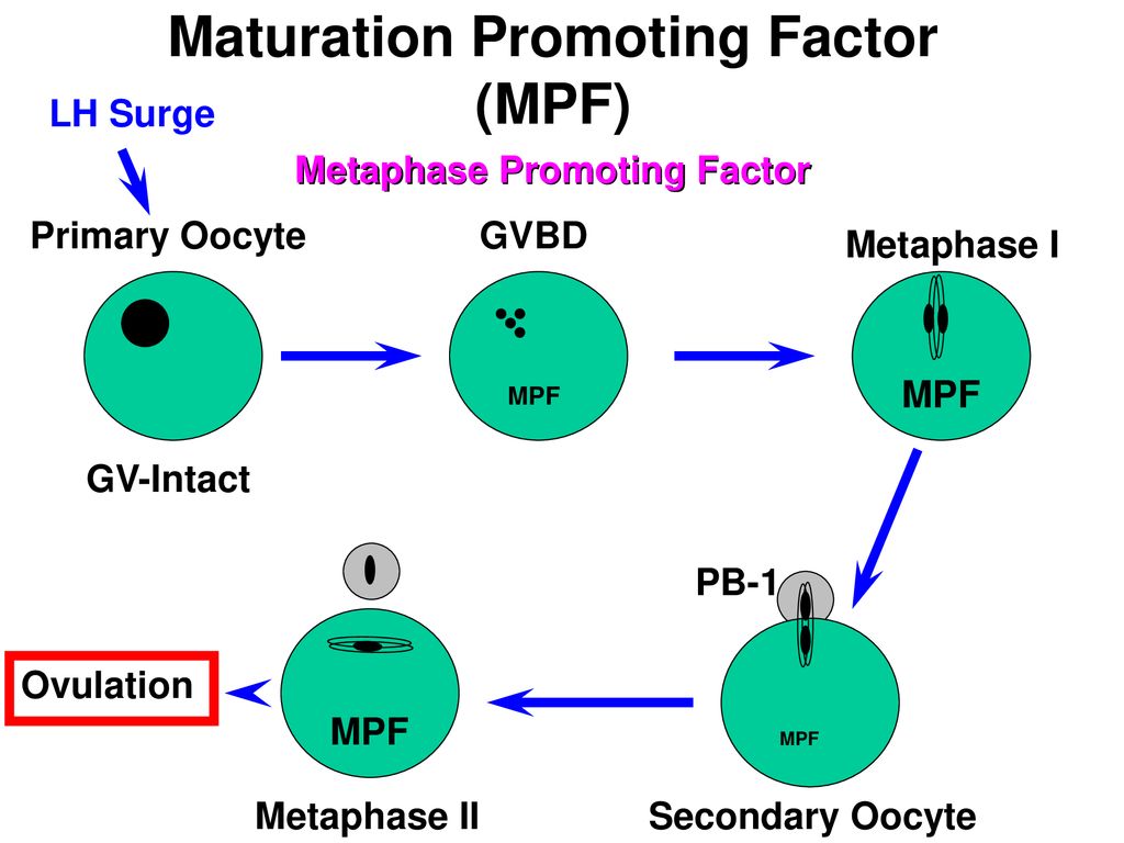 Lecture 16 Fertilization Biology Diagrams