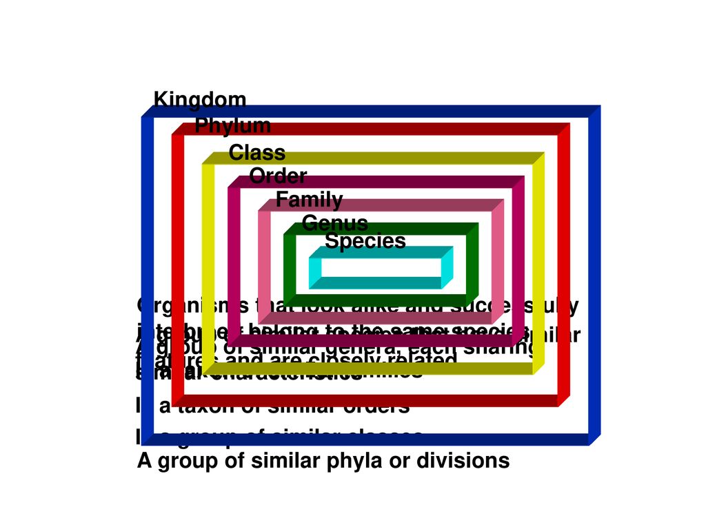 Classification Chapter ppt download