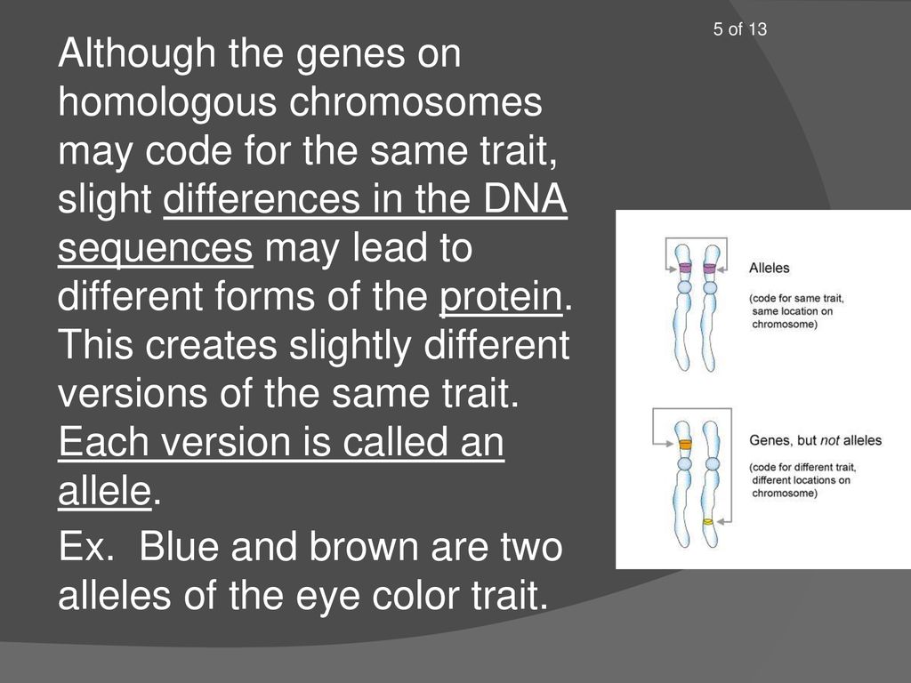 Module 8 Genetics Day 1 Of 7 Phenotype Rap Ppt Download