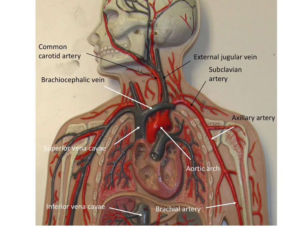 Common Carotid Artery External Jugular Vein Subclavian