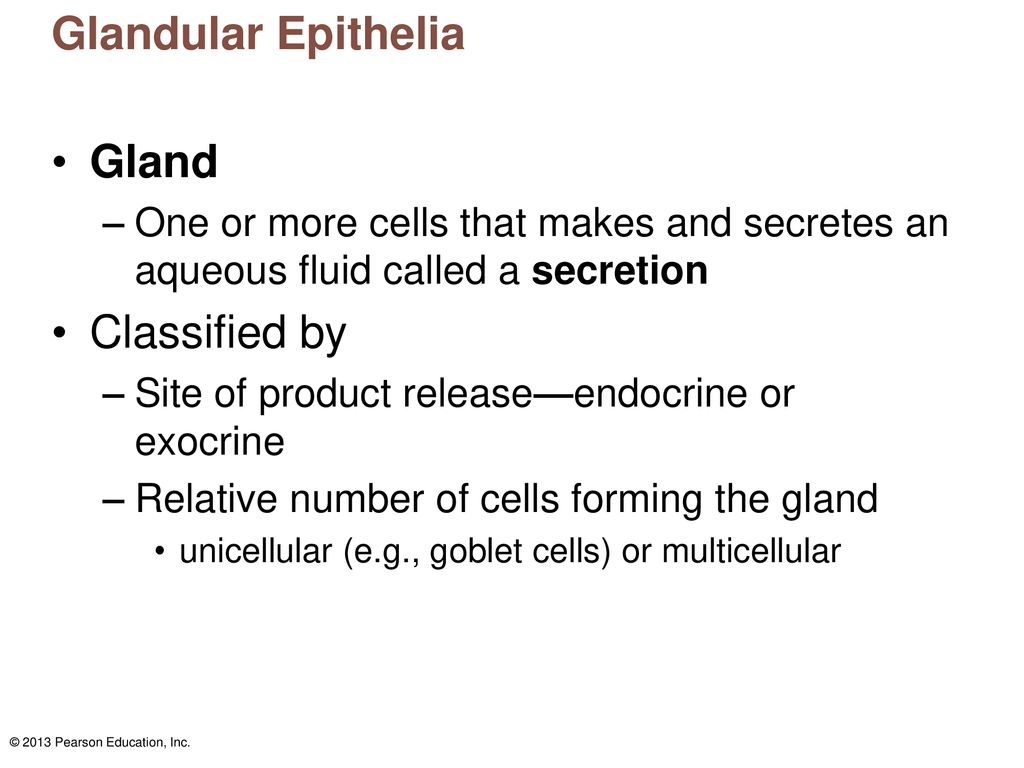 Glandular Epithelia Gland Classified by