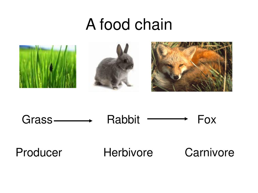 Fox Food Chain To Plant Biology Diagrams