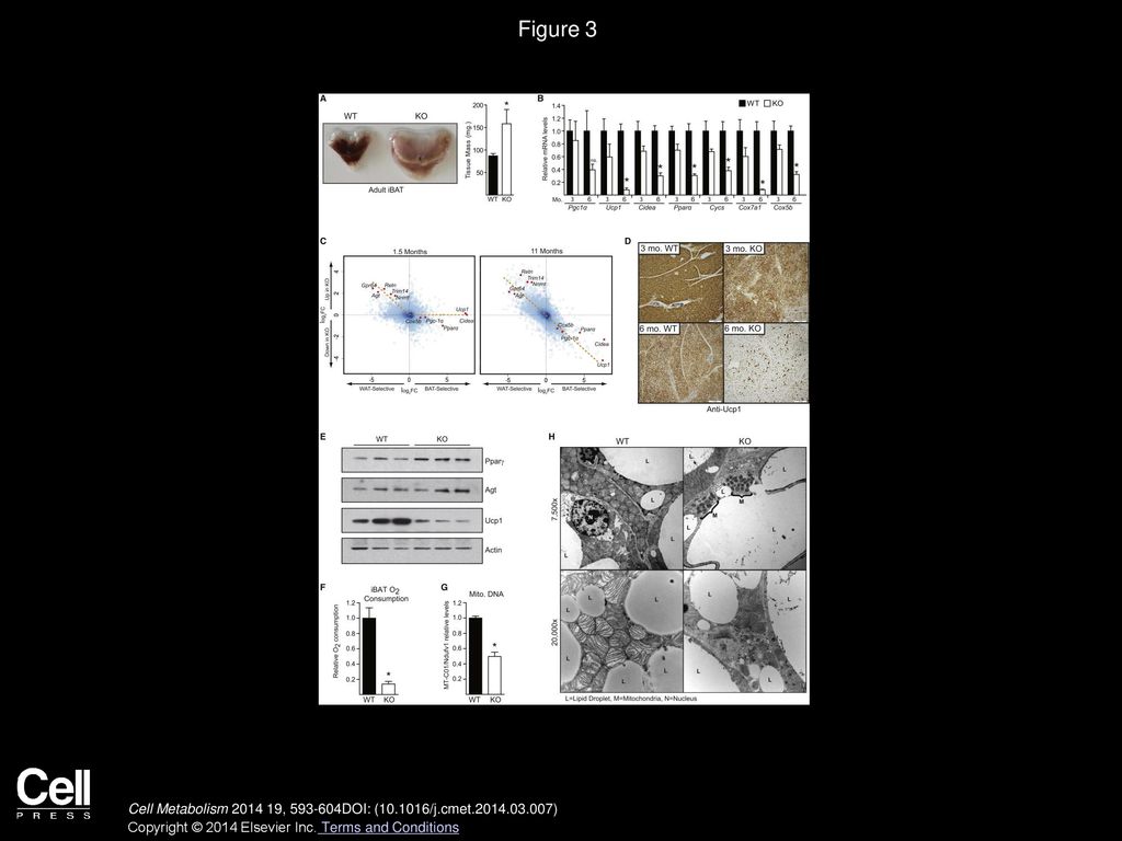 Figure 3 Prdm16 Is Required for the Maintenance of iBAT Fate in Adult Animals.