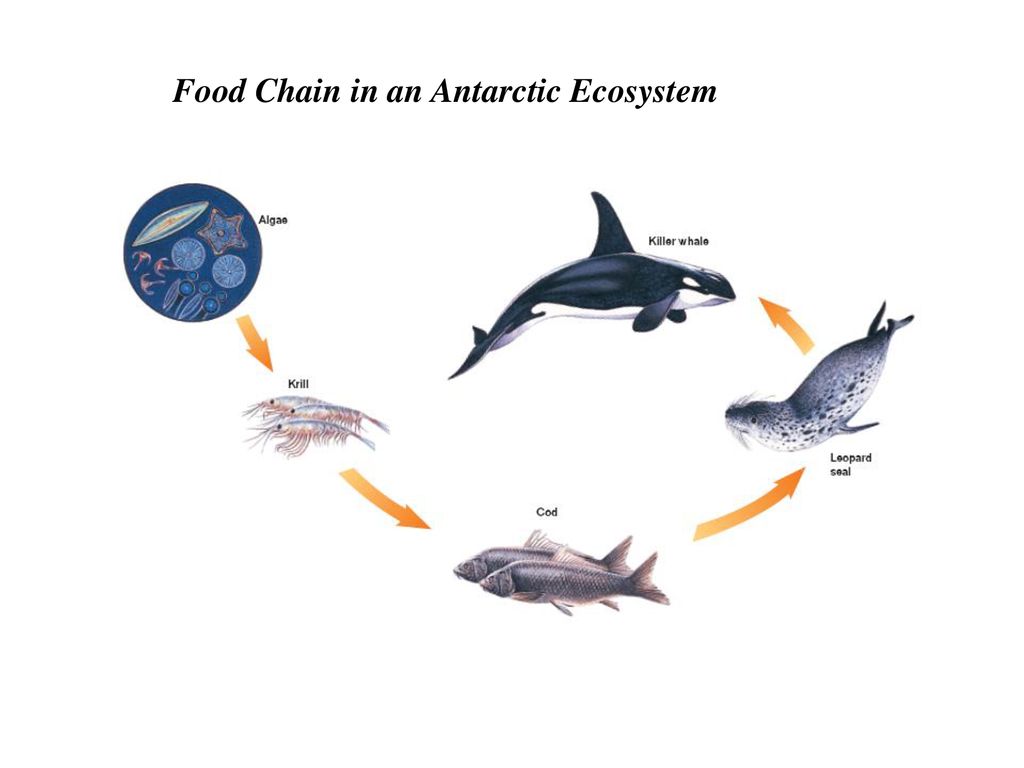 Ecosystems and the Biosphere Biology Diagrams