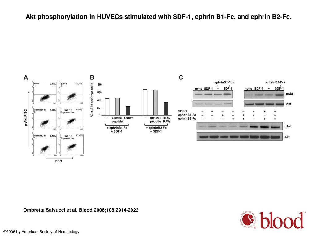 Akt phosphorylation in HUVECs stimulated with SDF-1, ephrin B1-Fc, and ephrin B2-Fc.