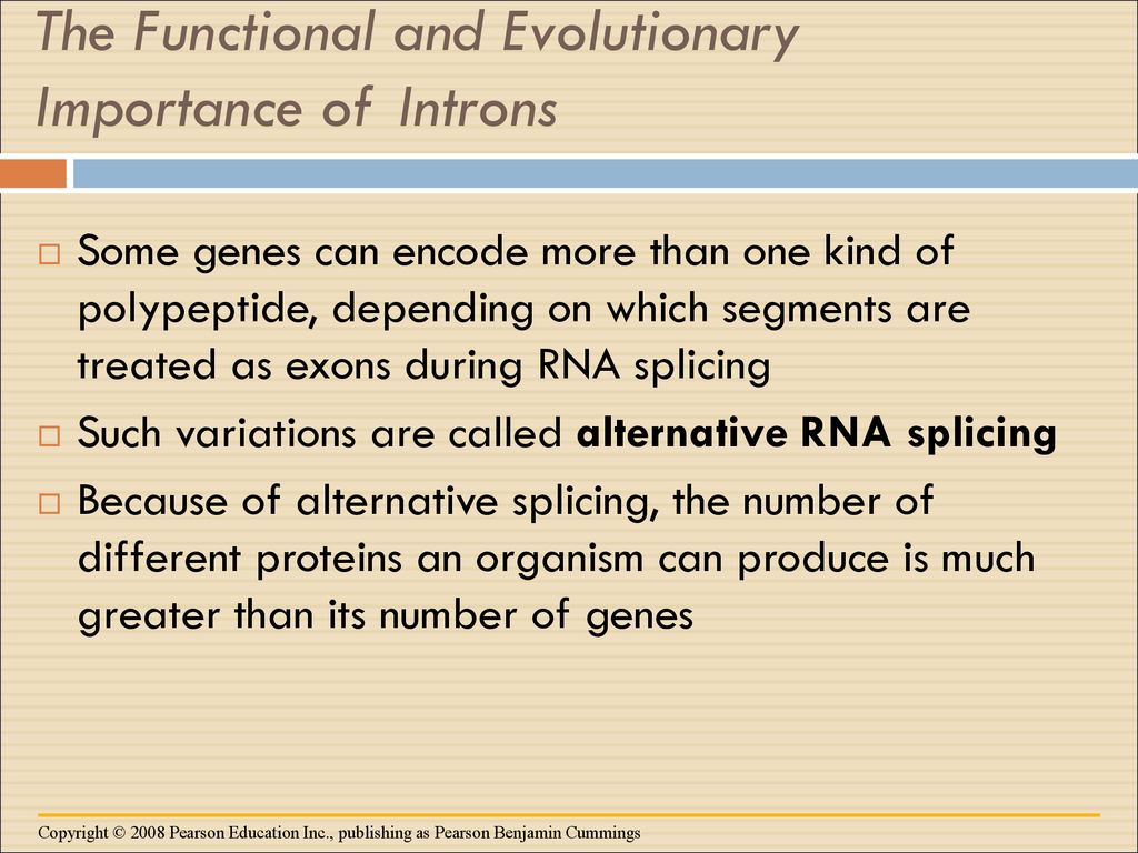 The Functional and Evolutionary Importance of Introns