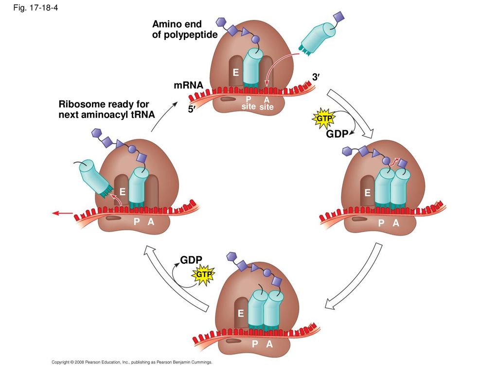 GDP GDP Amino end of polypeptide E 3 mRNA Ribosome ready for
