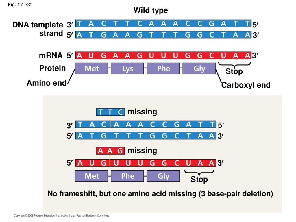 Wild type DNA template strand 3 5 5 3 mRNA 5 3 Protein Stop