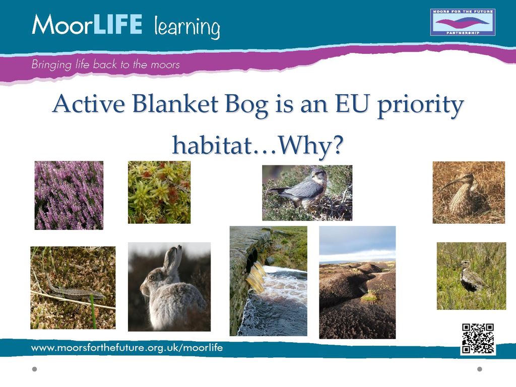 What are Blanket Bogs?. - ppt download What are Blanket Bogs?. - ppt download