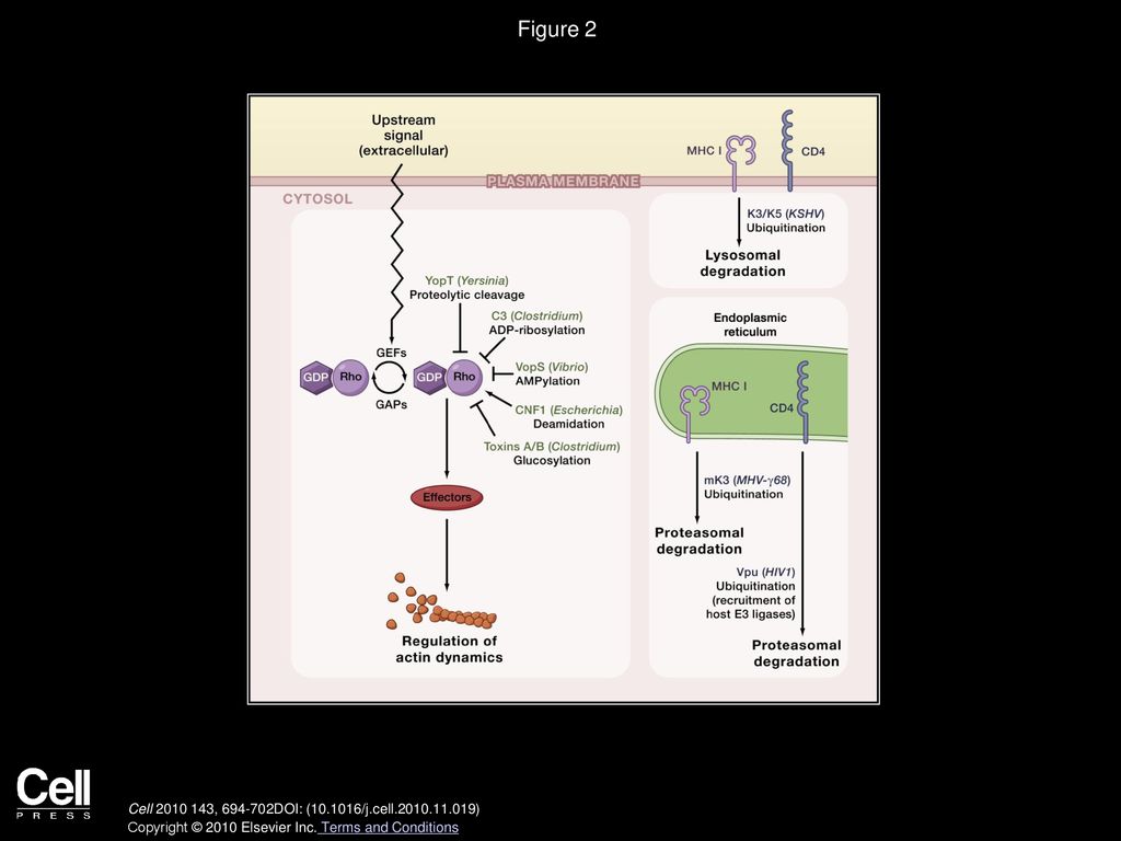 Figure 2 Pathogen-Mediated PTMs Target the Cytoskeleton and Immunoreceptors.