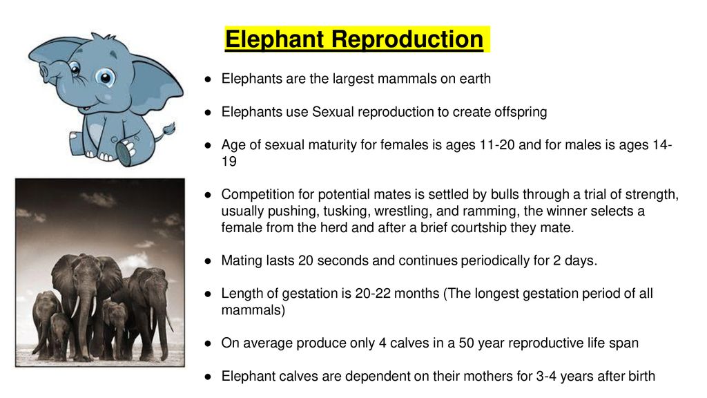 Elephant Reproduction Cycle