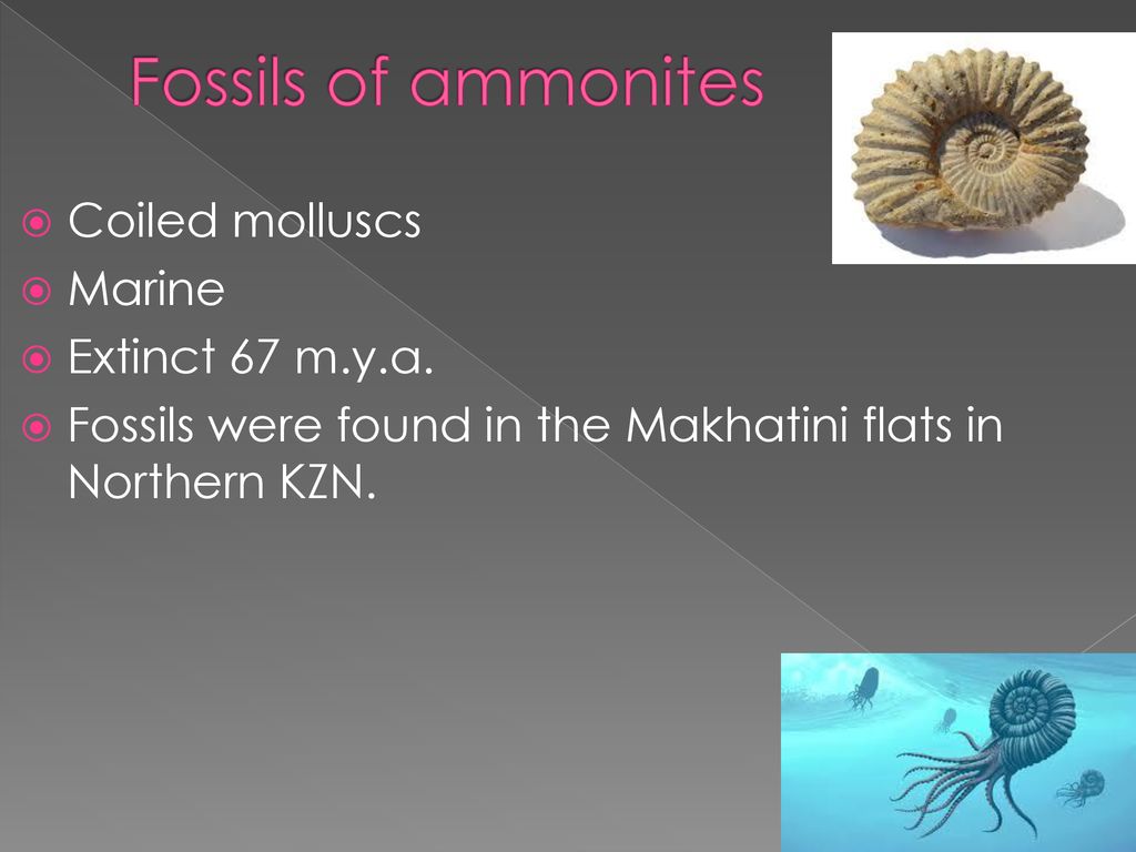 Fossils of ammonites Coiled molluscs Marine Extinct 67 m.y.a.