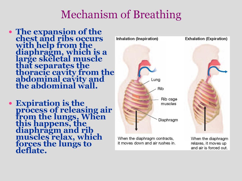 RESPIRATION. - ppt download