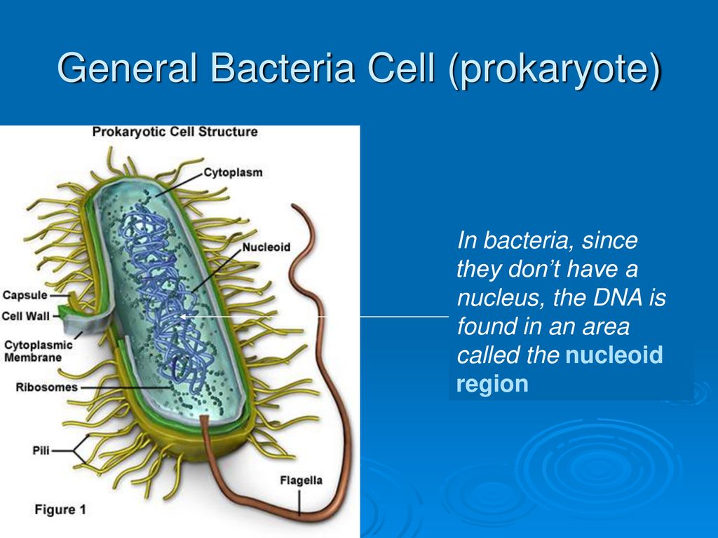 Genetics. - ppt download