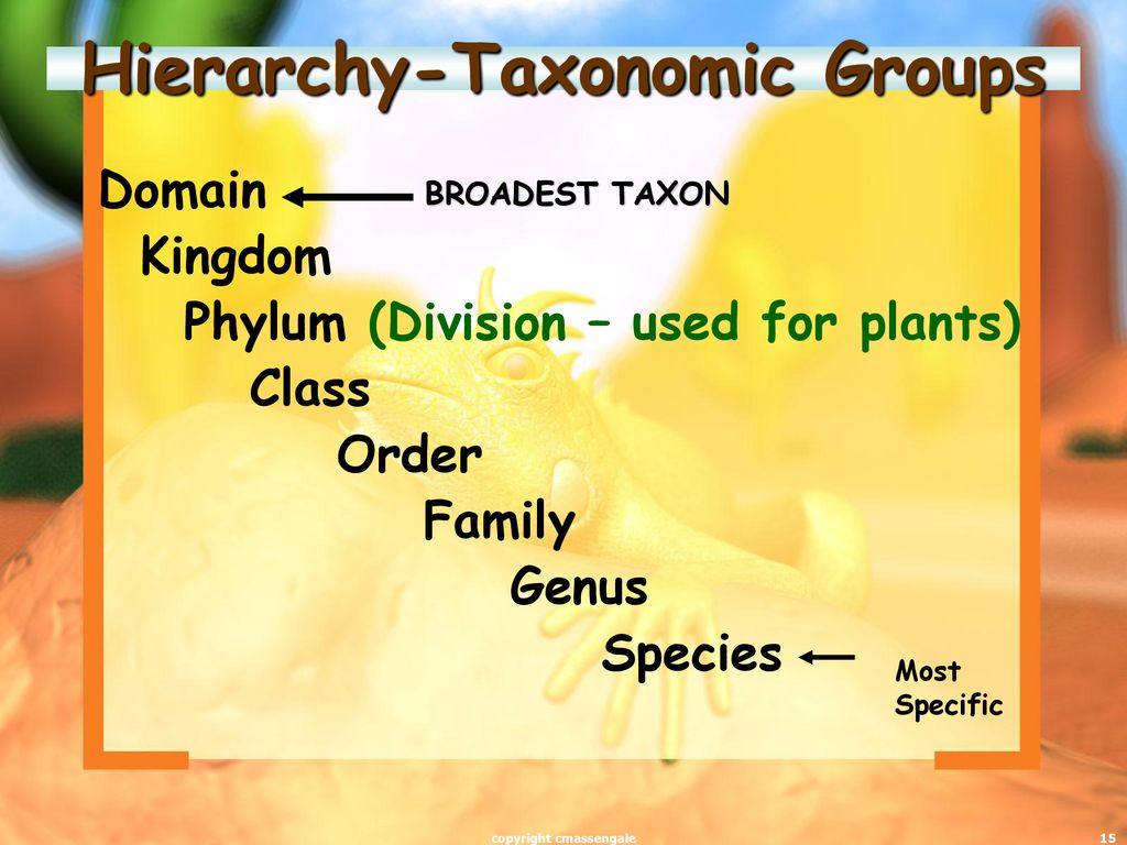 Hierarchy-Taxonomic Groups