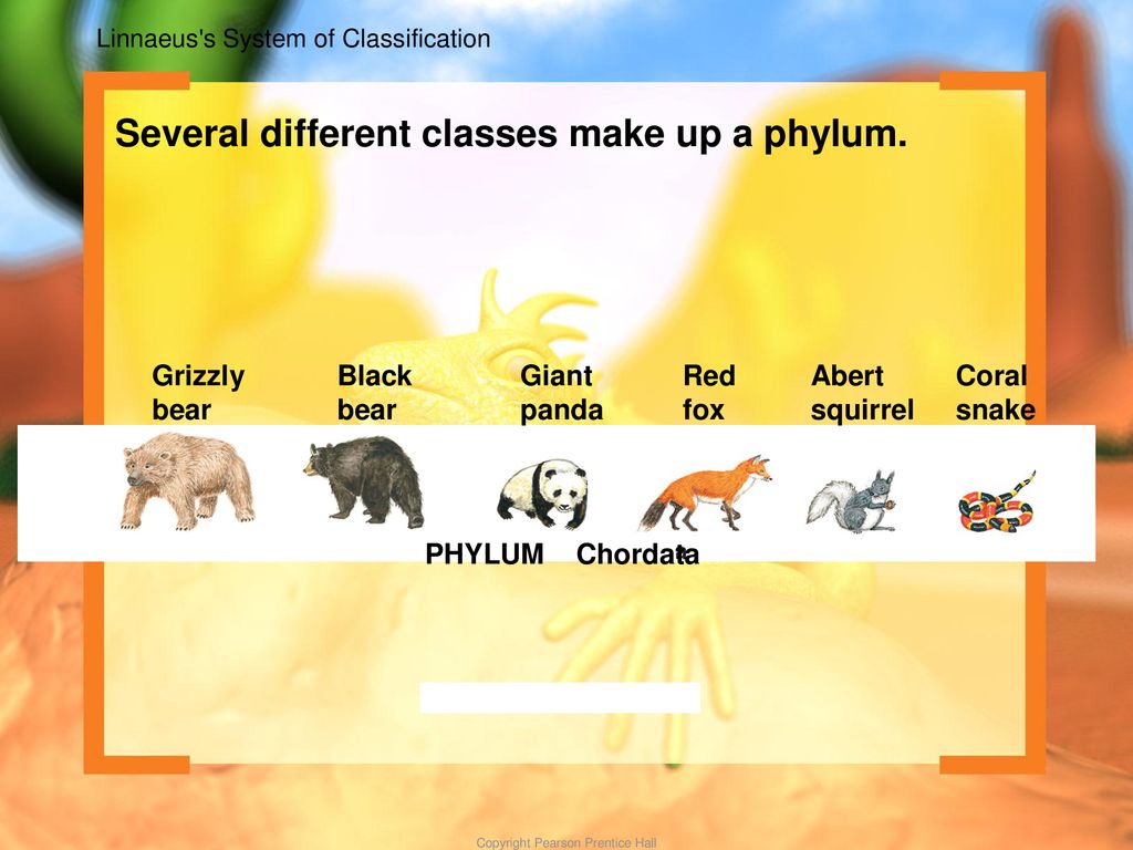 Linnaeus s System of Classification