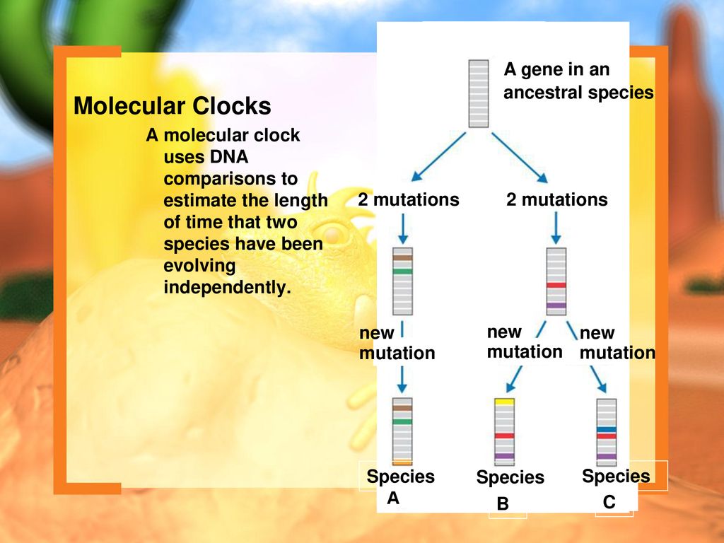 Molecular Clocks A gene in an ancestral species
