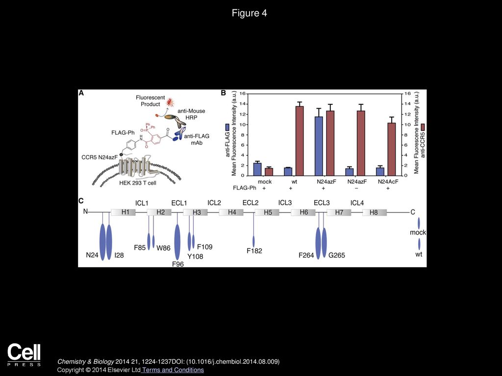 Figure 4 Staudinger-Bertozzi Ligation to Label azF Residues in CCR5