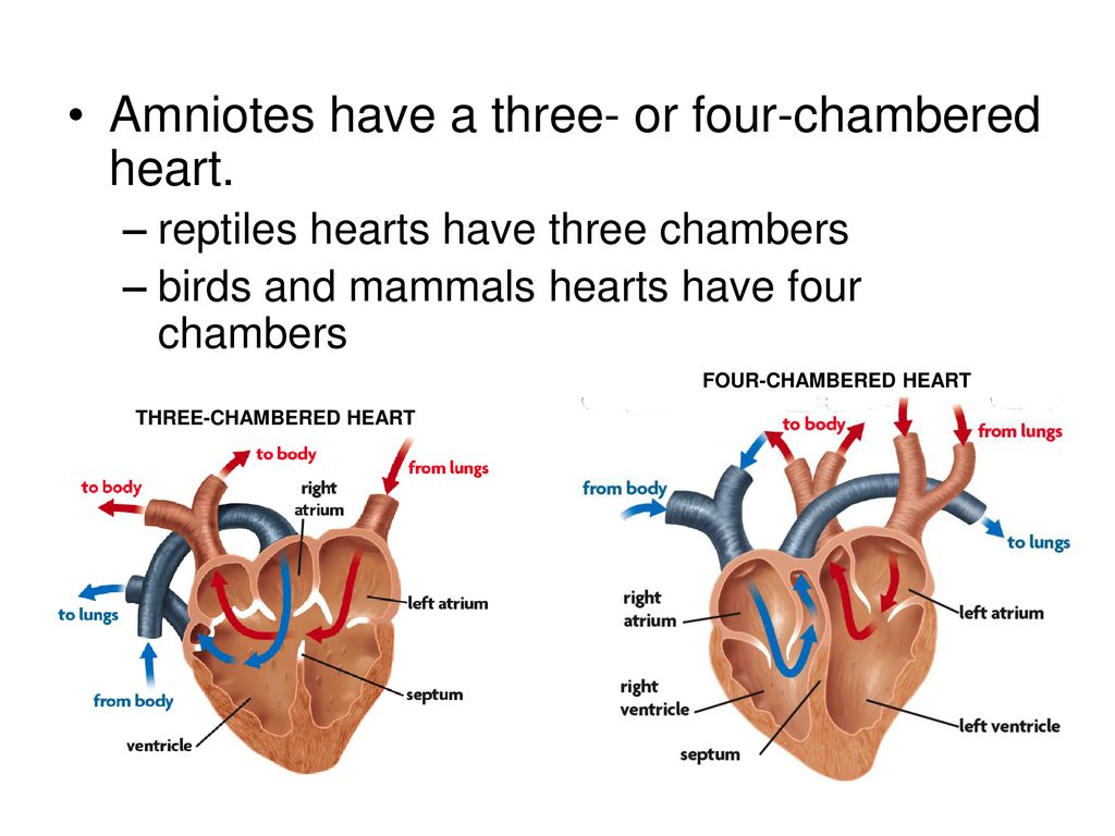 Ch 26 A Closer Look at Amniotes  Amniotes - ppt download