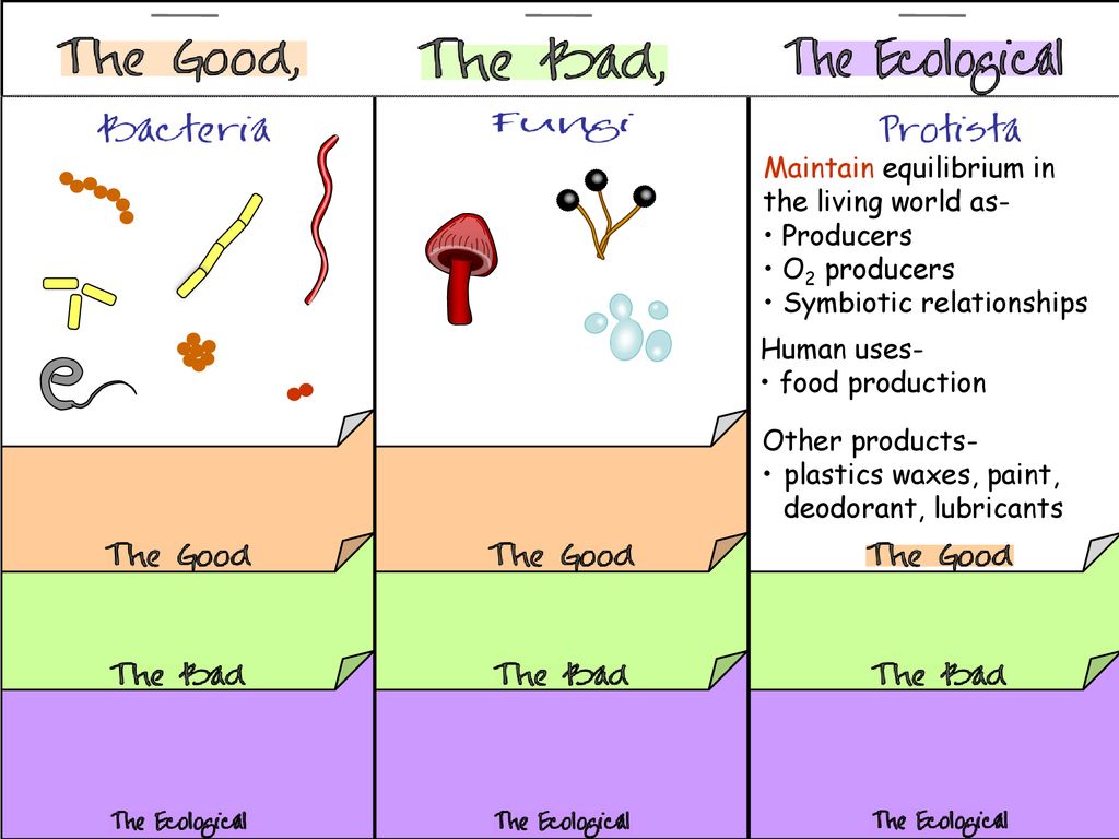 Maintain equilibrium in the living world Biology Diagrams