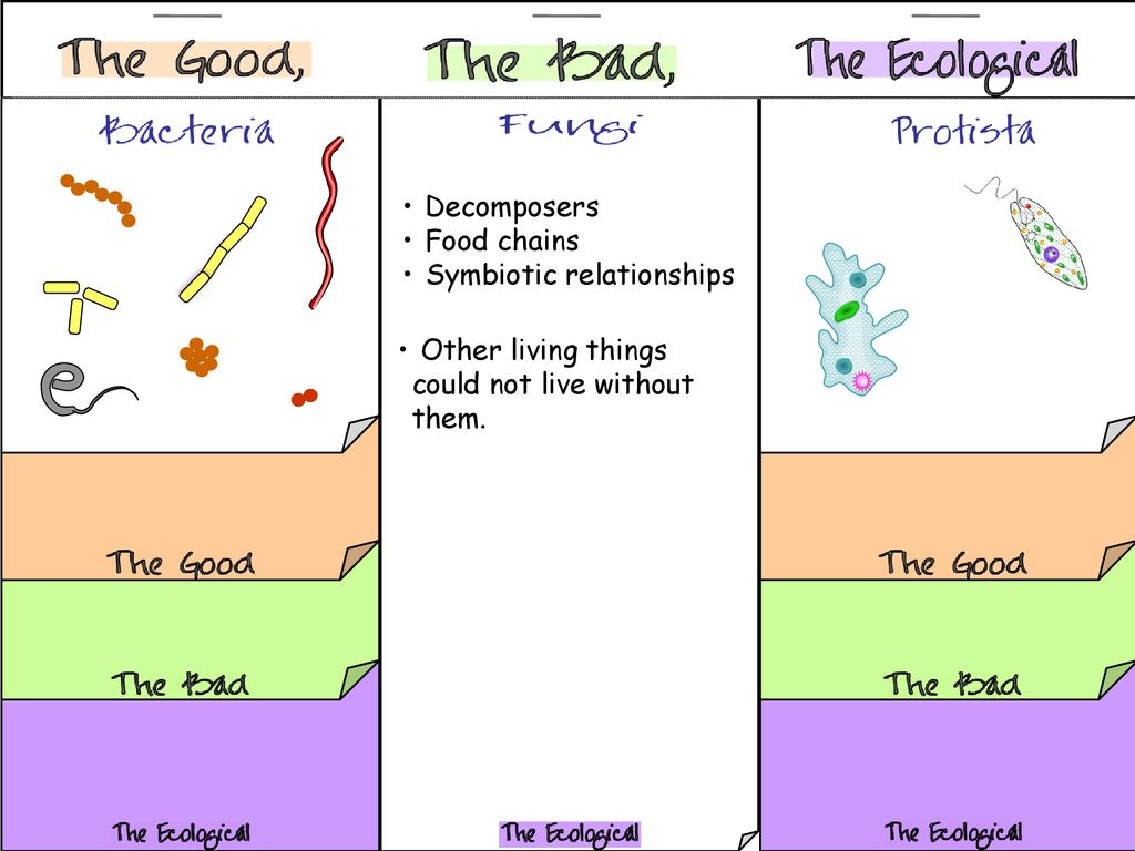 Maintain equilibrium in the living world- Producers Decomposers ...