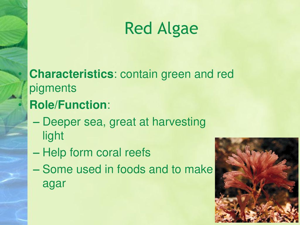 Red Algae Characteristics: contain green and red pigments