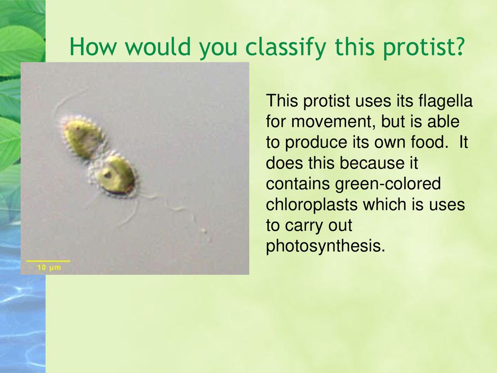 How would you classify this protist