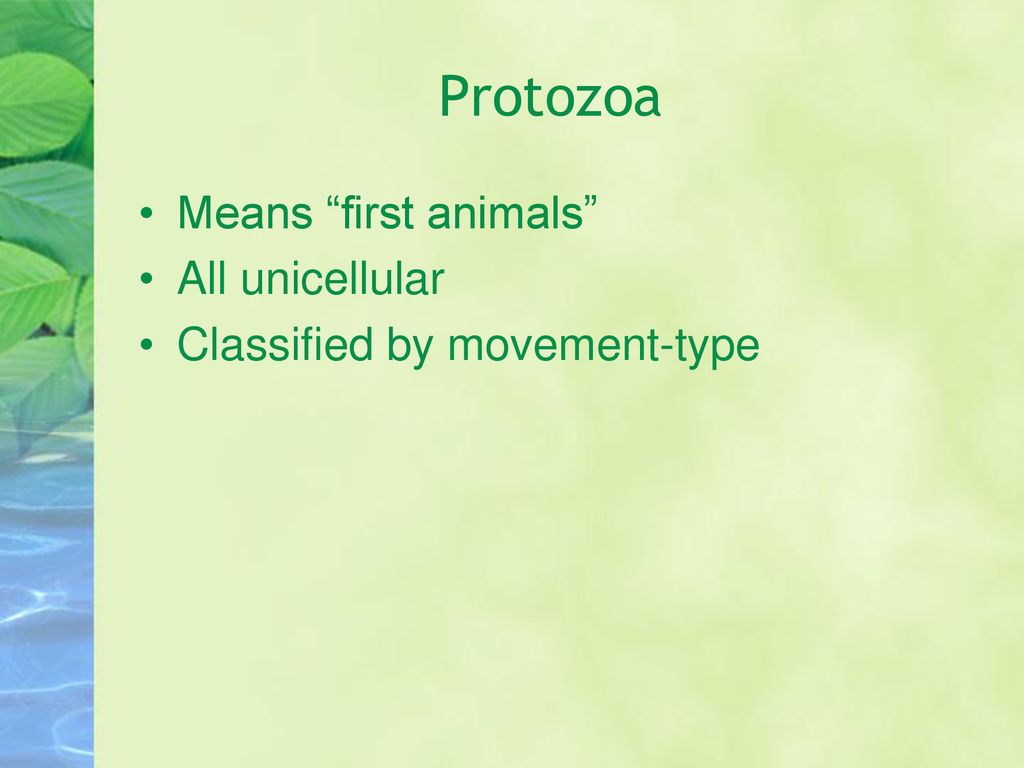 Protozoa Means first animals All unicellular