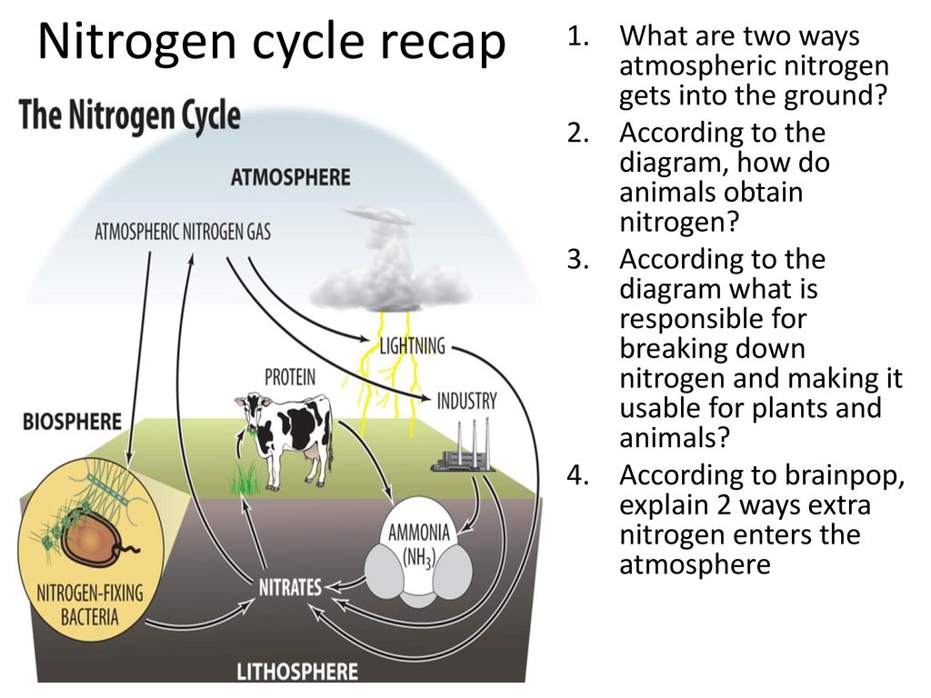 82 Oh deer Lab (save 2 pages) #83 Nitrogen Cycle #84 Carbon Cycle - ppt  download