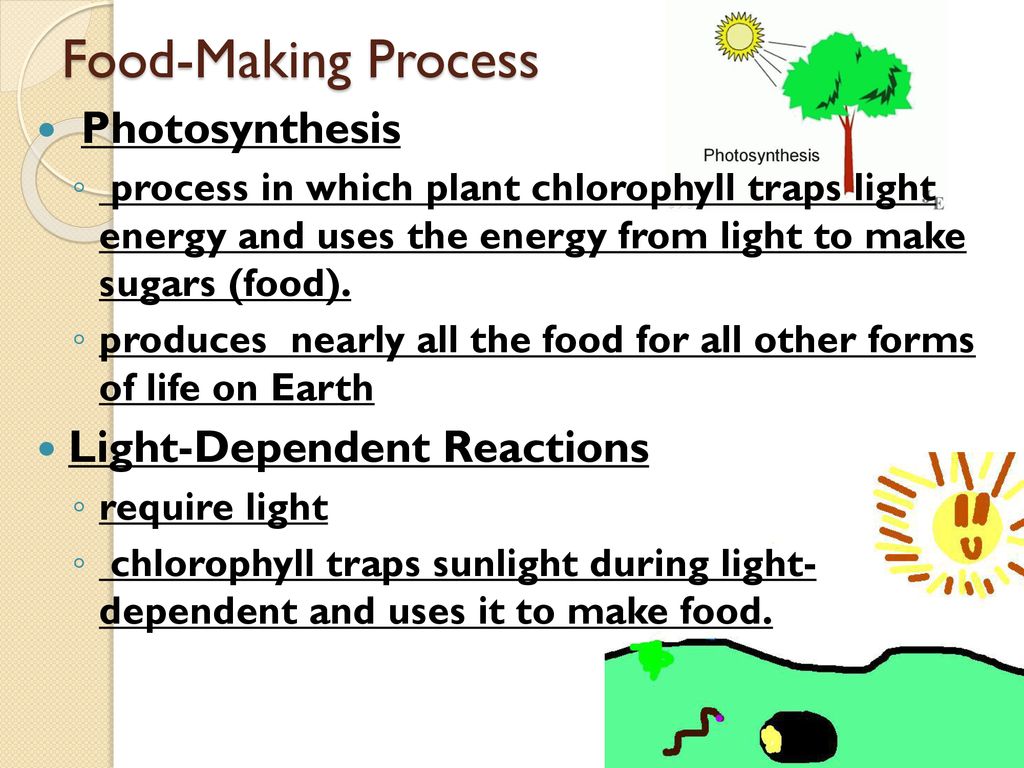Plants Part ppt download