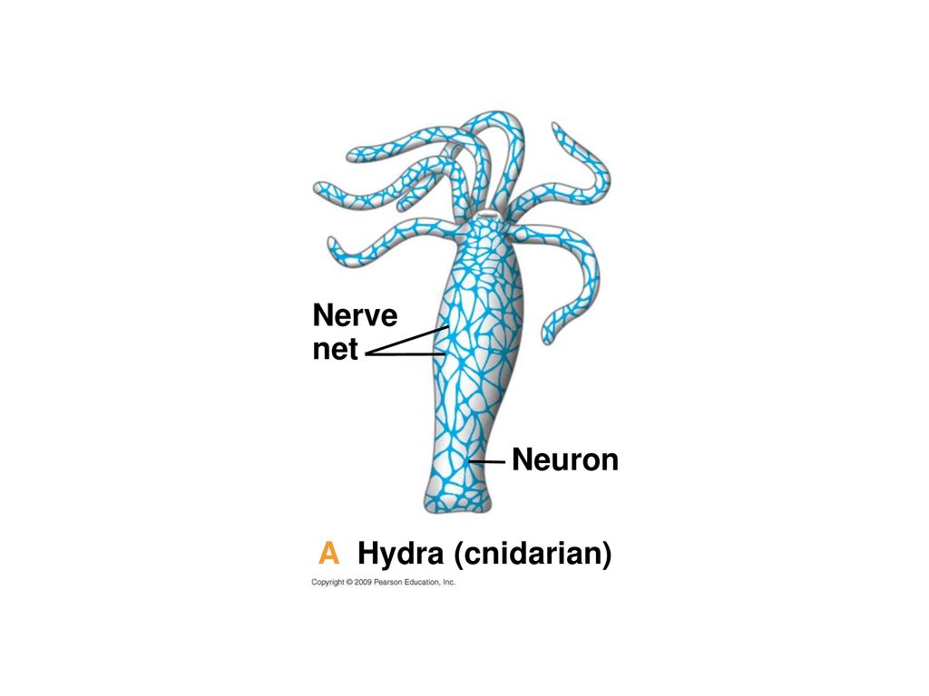 Chapter 28 Nervous Systems Lecture by Edward J. Zalisko. - ppt download