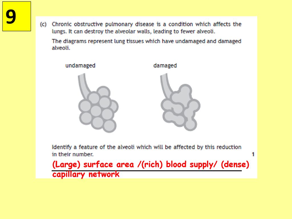 Multicellular Organisms Key Area 7 Absorption of materials Biology Diagrams