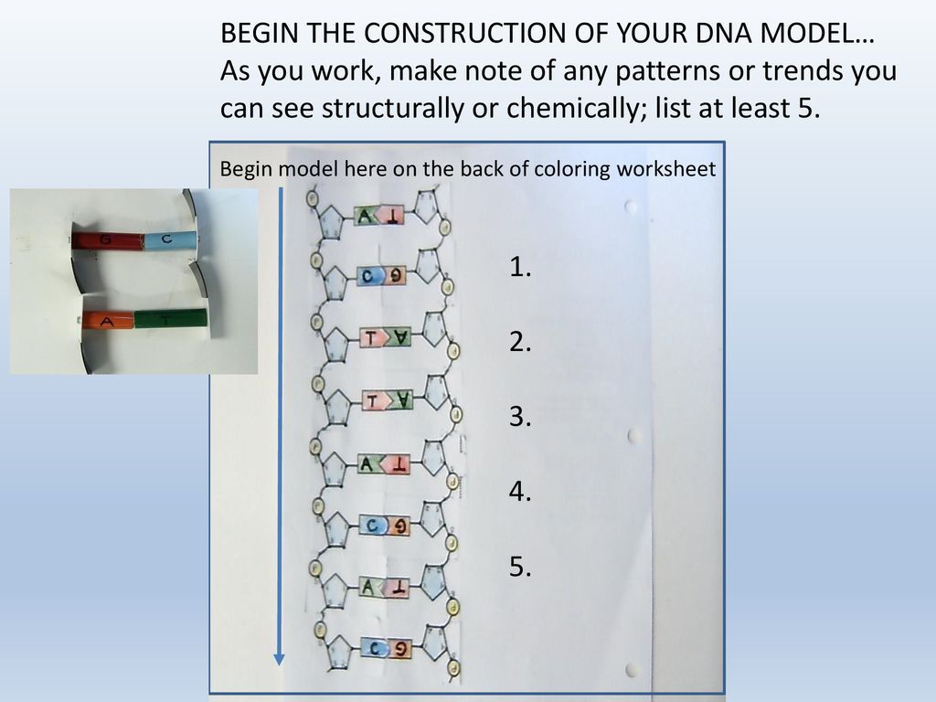DNA. - ppt download Throughout Dna Replication Coloring Worksheet