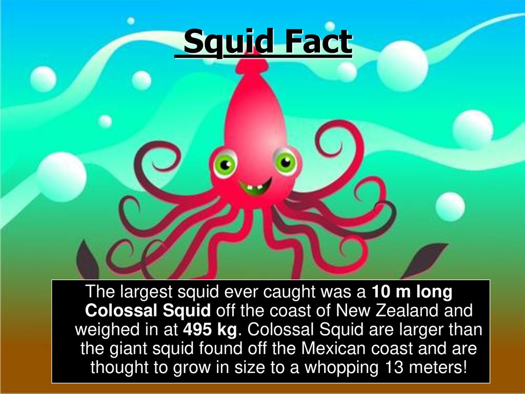 Phylum Molluska - ppt download