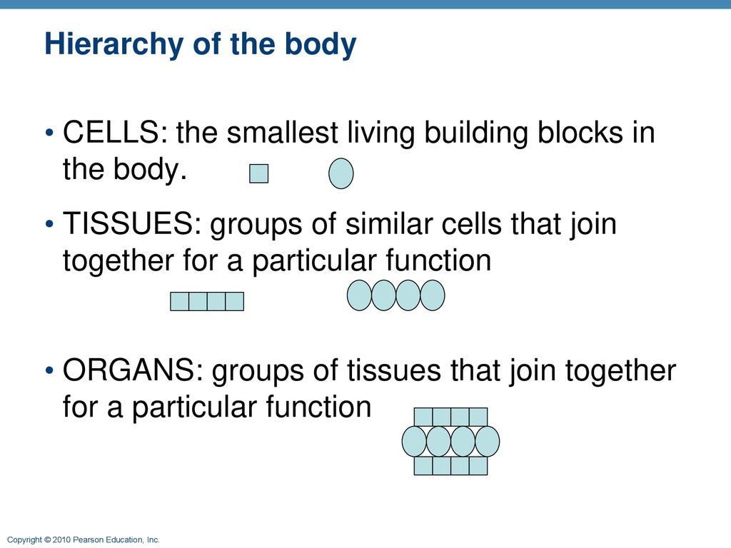 Histology Dr. Nichols Coronado HS. ppt download