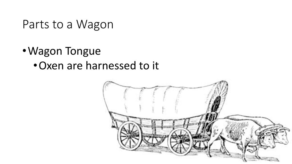 Parts to a Wagon Wagon Tongue Oxen are harnessed to it