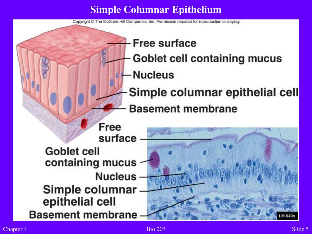 HISTOLOGY: THE STUDY OF TISSUES - ppt download