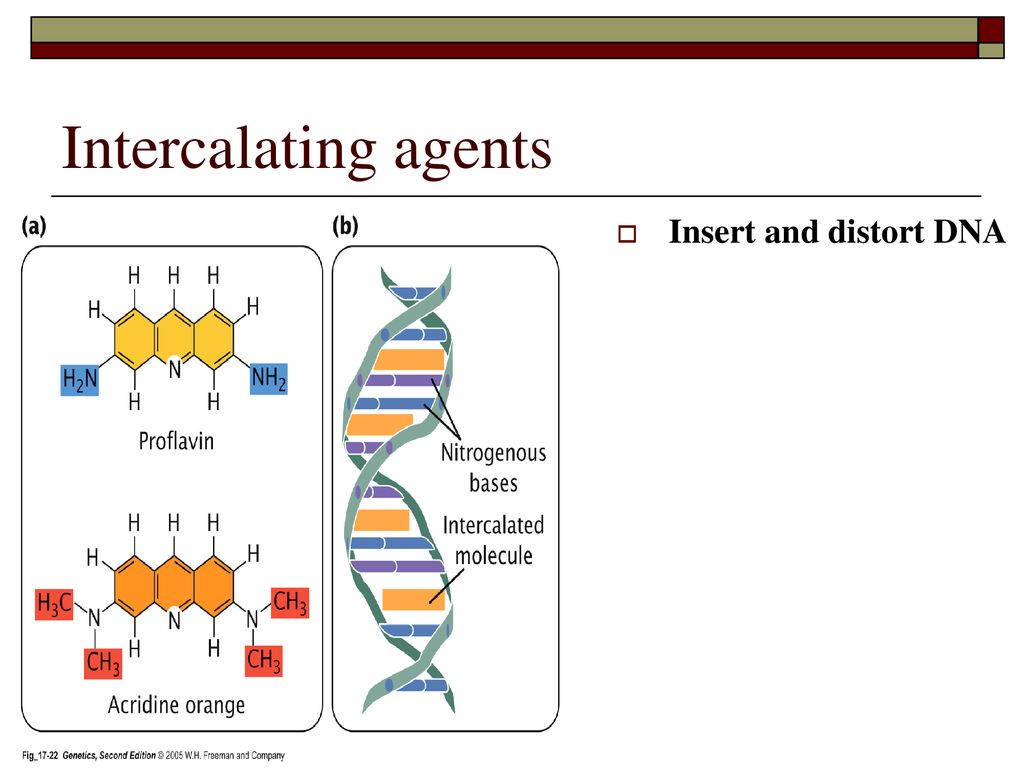 Dna mutations and repair ppt download