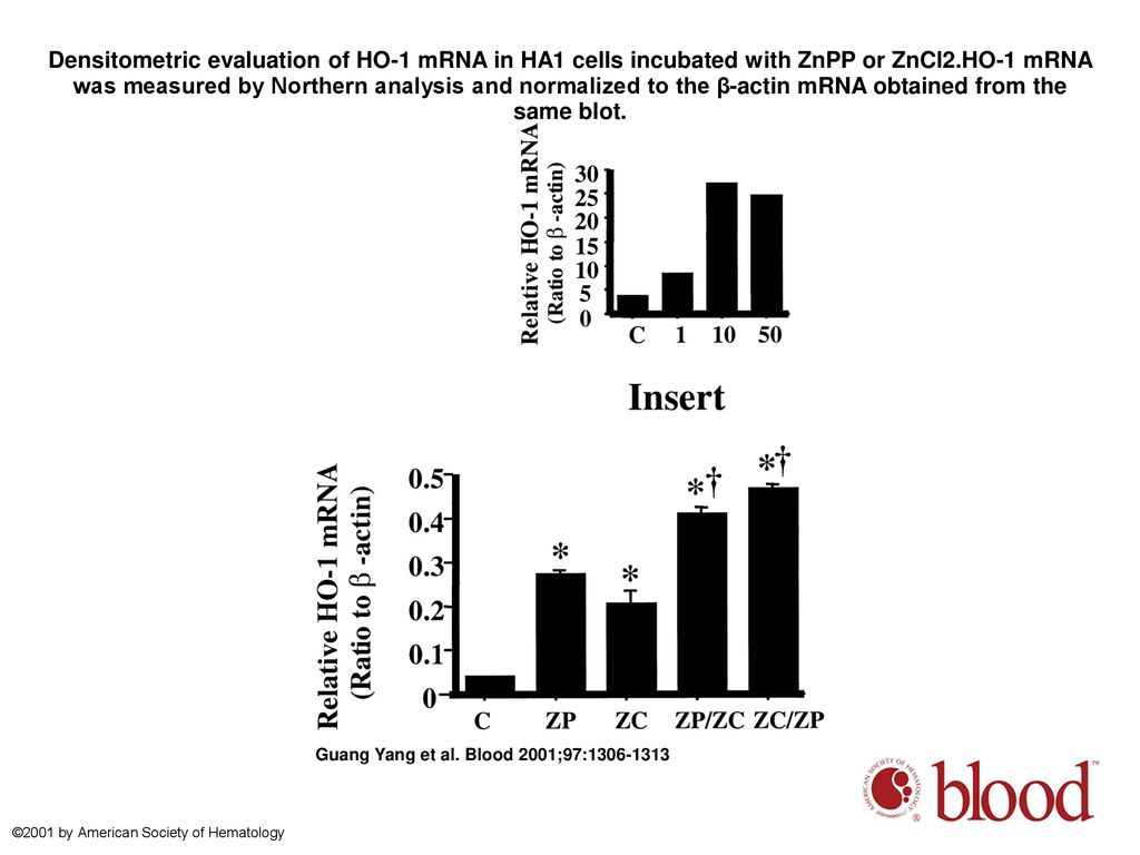 Densitometric evaluation of HO-1 mRNA in HA1 cells incubated with ZnPP or ZnCl2.HO-1 mRNA was measured by Northern analysis and normalized to the β-actin mRNA obtained from the same blot.