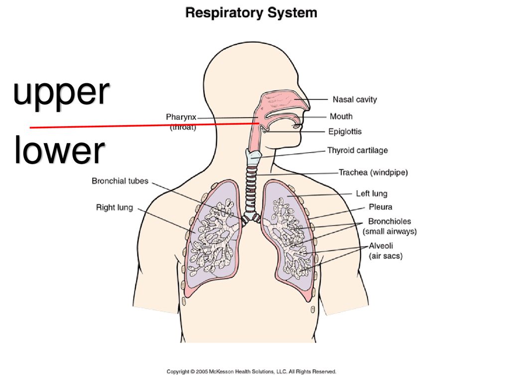 Презентация дыхательная система на английском языке