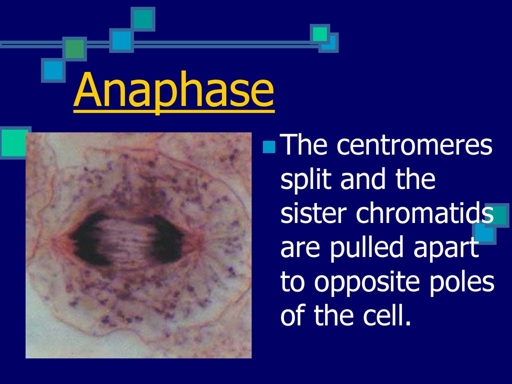 ppt download Biology Diagrams