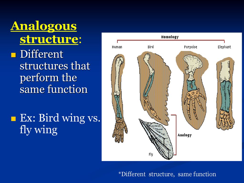 Analogous structure: Different structures that perform the same function. Ex: Bird wing vs. fly wing.
