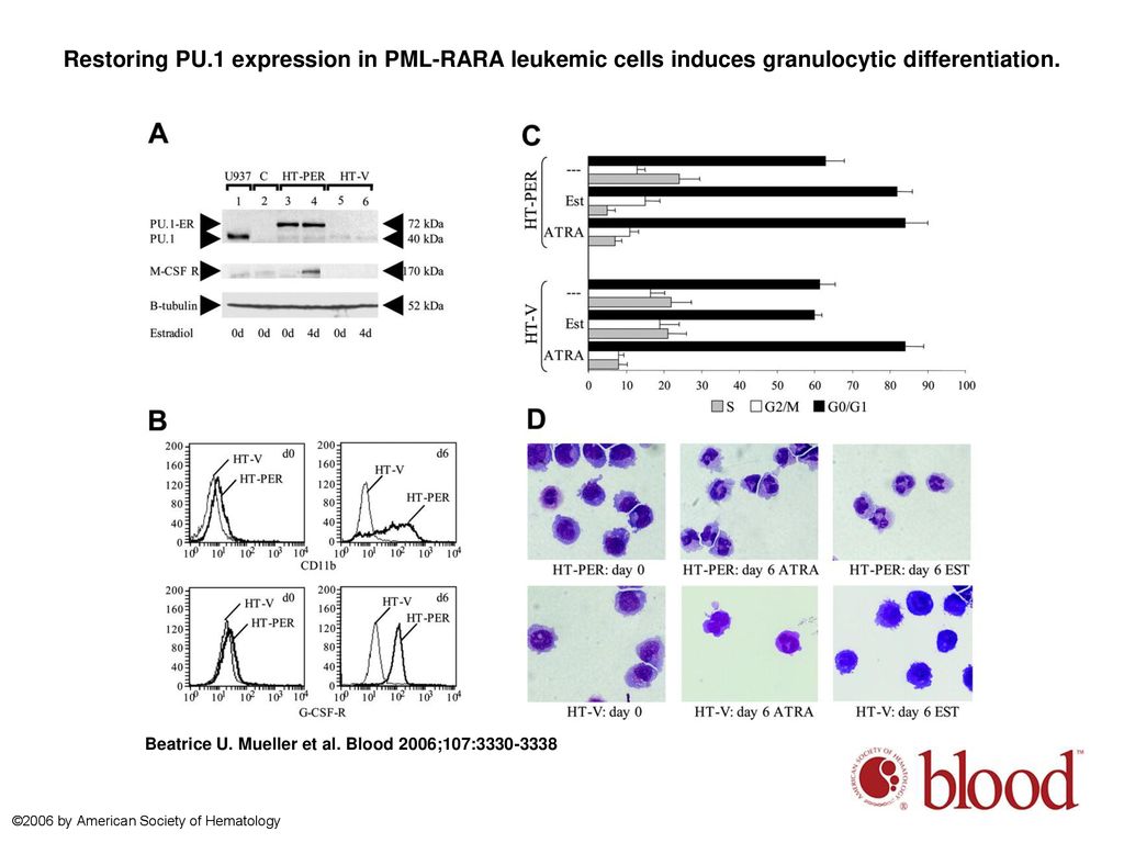 Restoring PU.1 expression in PML-RARA leukemic cells induces granulocytic differentiation.