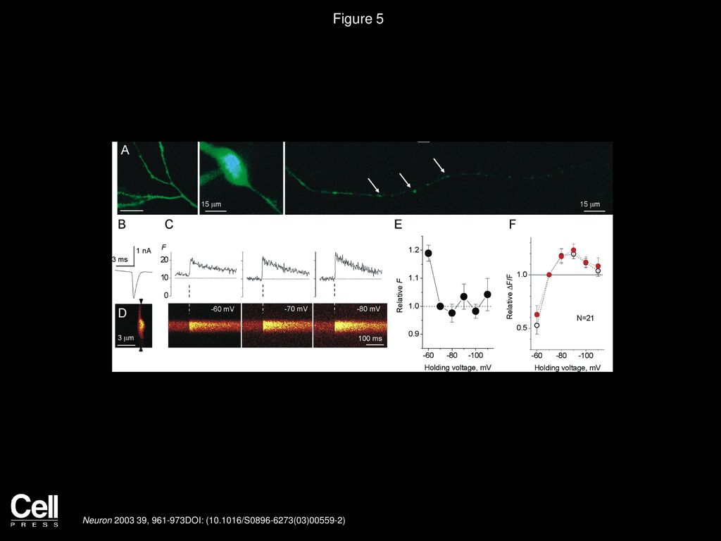 Forskolin Induced Varicosity Formation And Axonal Elongation In The