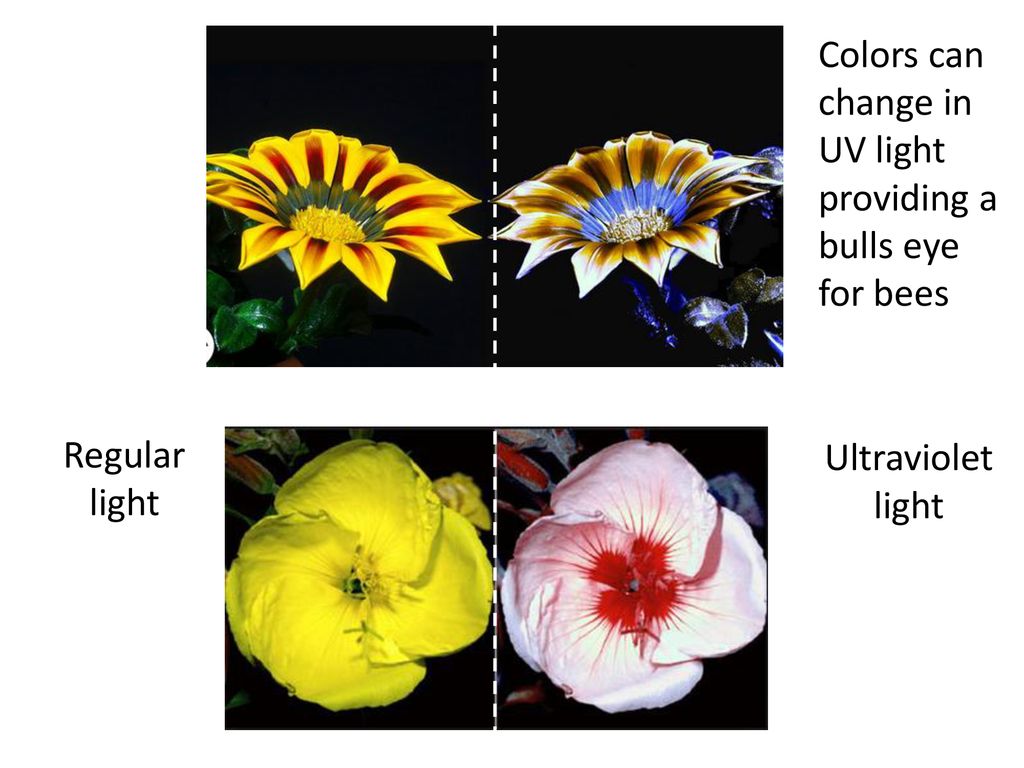 Bees, Flowers and Hoverflies co-evolution and mimicry - ppt download