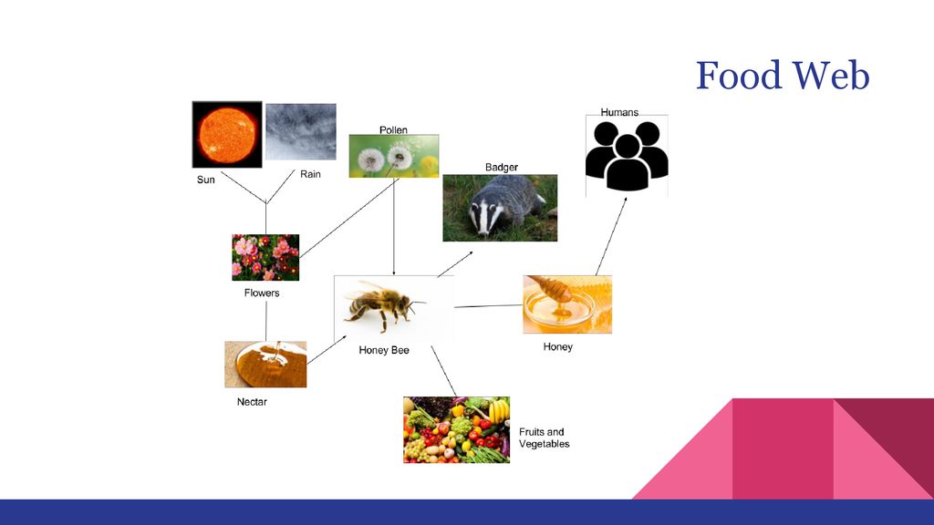Protecting The Honey Bees - ppt download